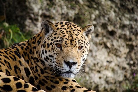 datos sobre los jaguares